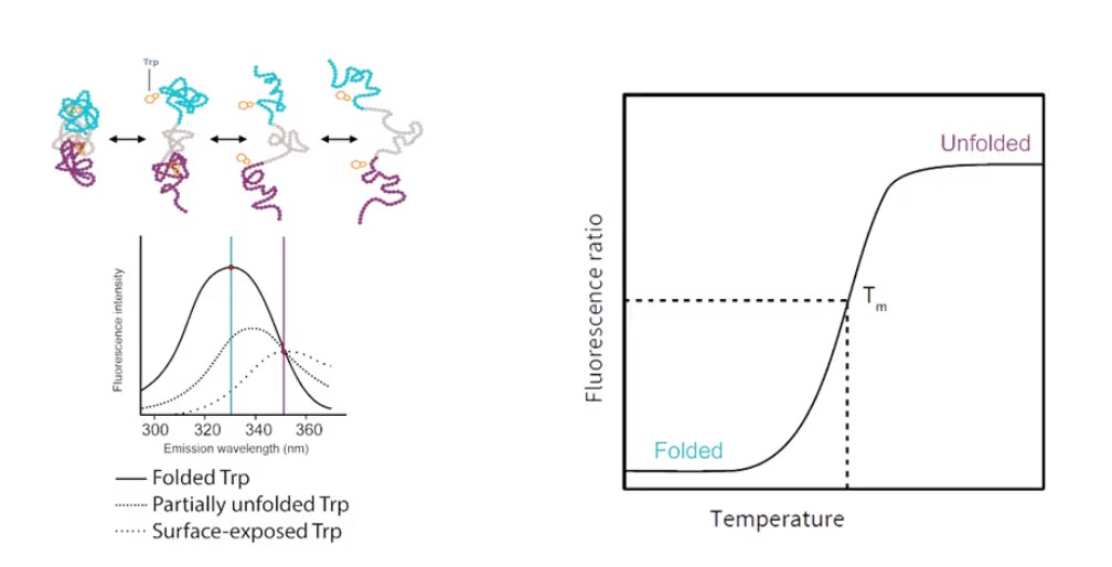 前沿进展:研究蛋白质热稳定性的几种方法