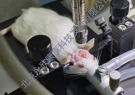 ��С����ȱѪģ��