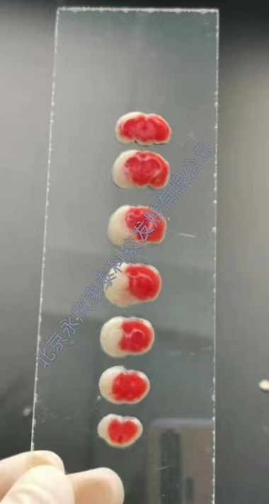 ��С����ȱѪģ��