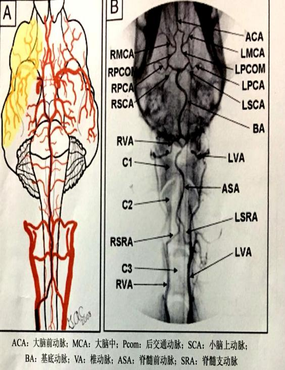 �ȸ�Ȯ�����ж���˨����ҩ����ͨģ��