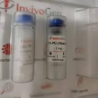 ODN 1668-TLR9 ligand