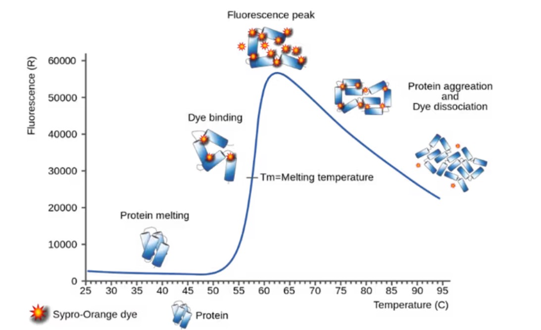 前沿进展:研究蛋白质热稳定性的几种方法