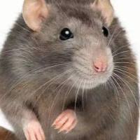 大小鼠脑损伤模型