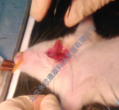 ��С����ȱѪģ��