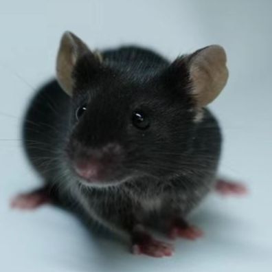 结直肠癌动物模型