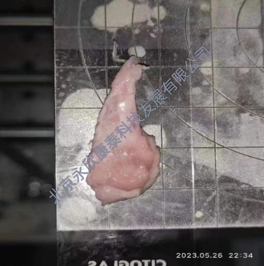 噪声干扰致大动物(小型猪)听力损伤模型