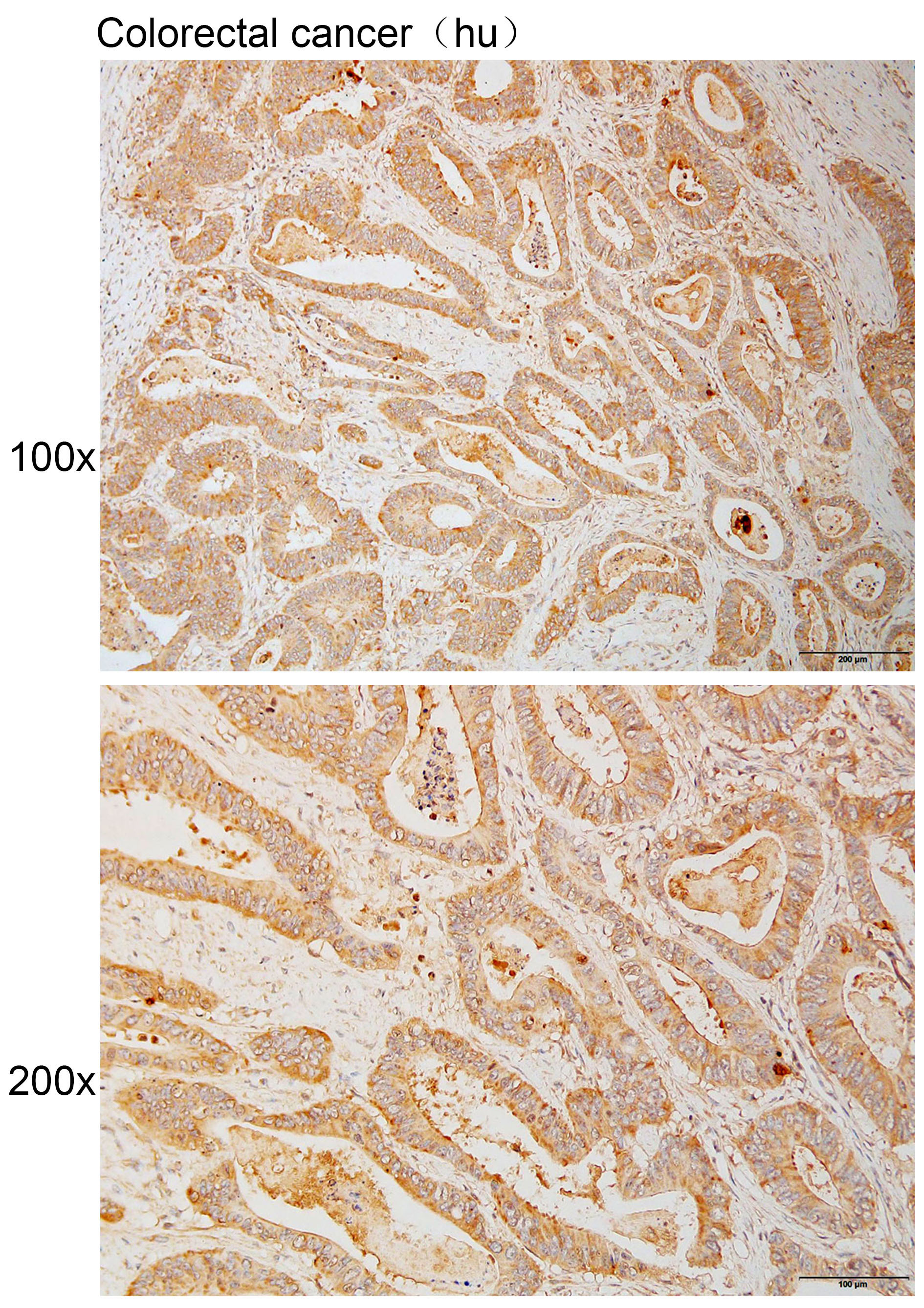 Anti-CCNF Polyclonal Antibody