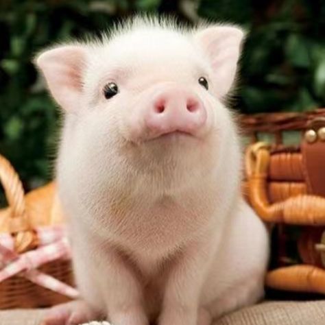 噪声干扰致大动物(小型猪)听力损伤模型