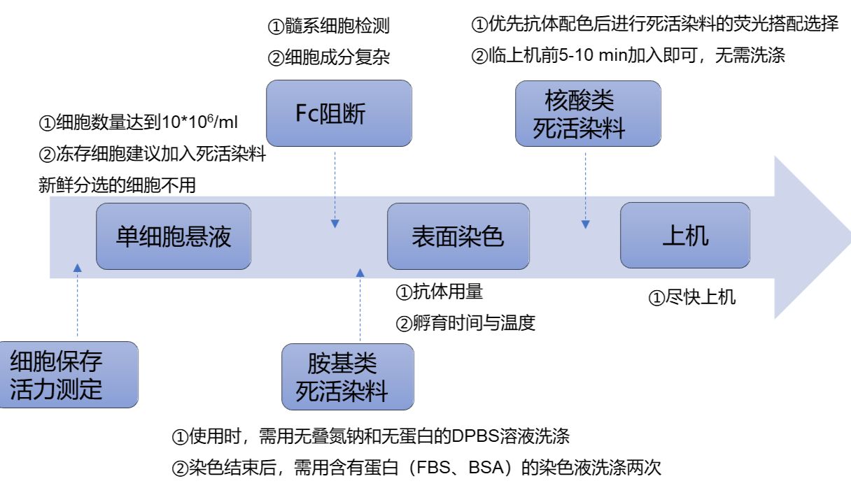 免疫细胞培养攻略之分型鉴定