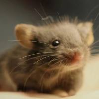 激素性脱发模型