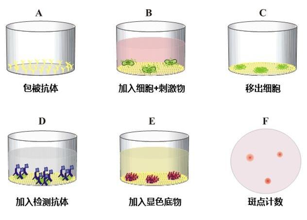 Recombinant Human ELF2