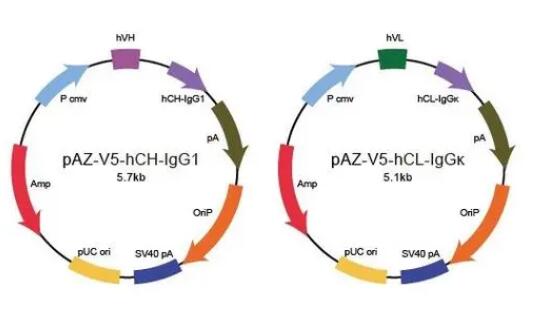Recombinant Human ELF2