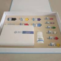 ddNTP Set, 5 mM solutions (ddATP, ddCTP, ddGTP, ddTTP)