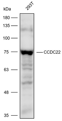 Anti-CCDC22 Polyclonal Antibod