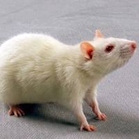 肝硬化动物模型