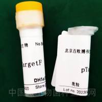 PCAM-gpda-EGFP-trpc-HYgro