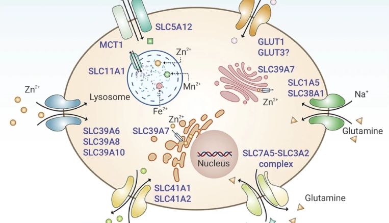 双硫死亡-二硫化物应激介导的细胞死亡方式