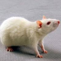 脉络膜新生血管模型(激光光凝法)(CNV)