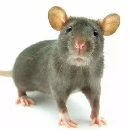 视神经钳夹损伤致青光眼模型(ONC)