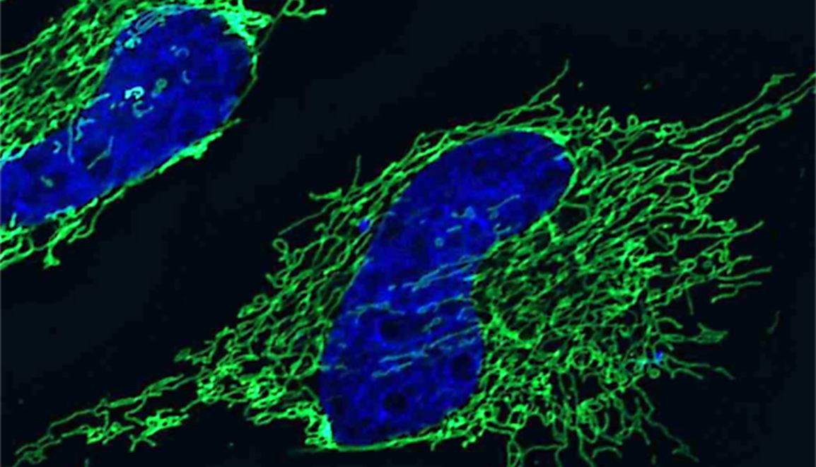 激光共聚焦显微镜之常用荧光标记--DNA染料