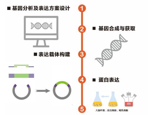 Recombinant Human TGIF2LY