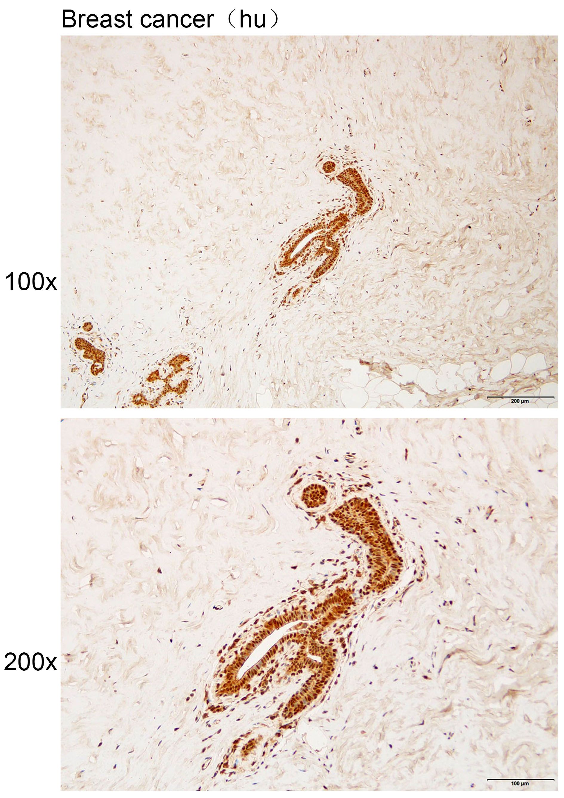 Anti-CCNE1 Polyclonal Antibody