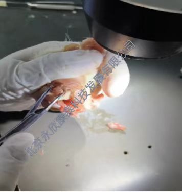 噪声干扰致大鼠听力损伤模型