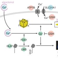 细胞铜死亡检测