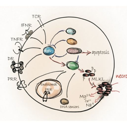 细胞坏死性凋亡检测
