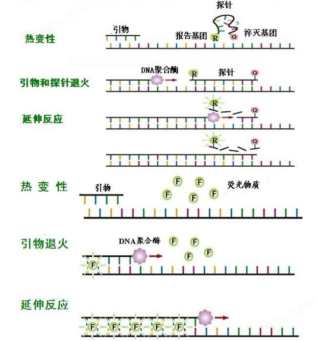 实时荧光定量PCR（qPCR）探针设计原则及步骤