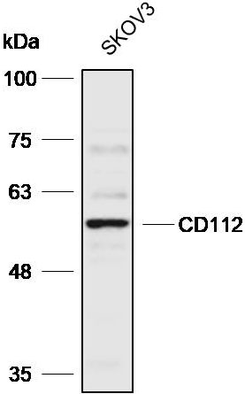 Anti-CD112 Polyclonal Antibody
