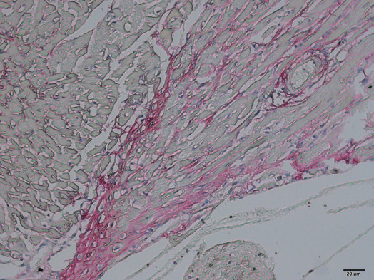 病理常规染色及特染项目