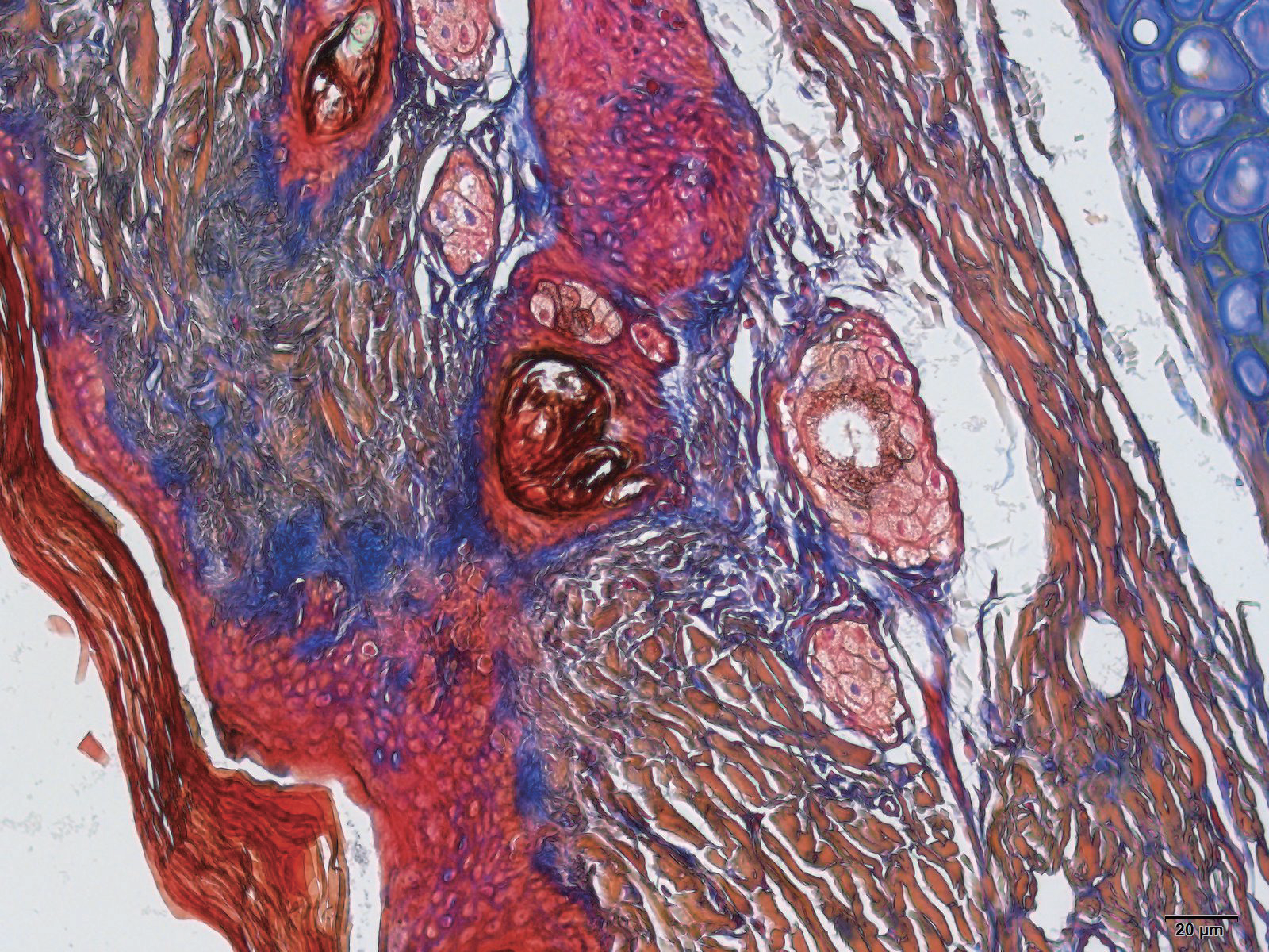 病理常规染色及特染项目