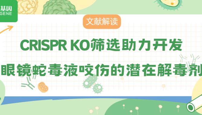 【文献解读】CRISPR KO筛选助力开发眼镜蛇毒液咬伤的潜在解毒剂