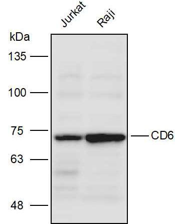 Anti-CD6 Polyclonal Antibody