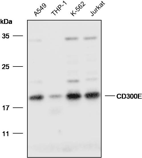 Anti-CD300E Polyclonal Antibod
