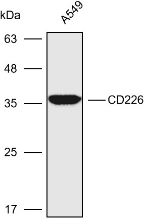 Anti-CD226 Polyclonal Antibody