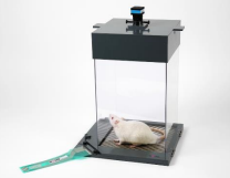 四足承重动态测试仪(Bioseb)评估啮齿动物的疼痛敏感性