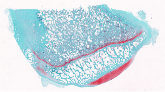 病理常规染色及特染项目
