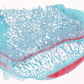 病理常规染色及特染项目