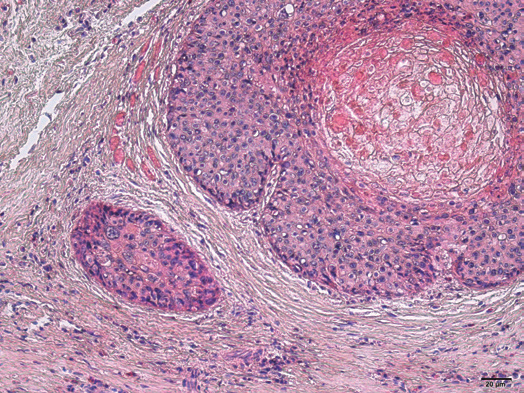病理常规染色及特染项目