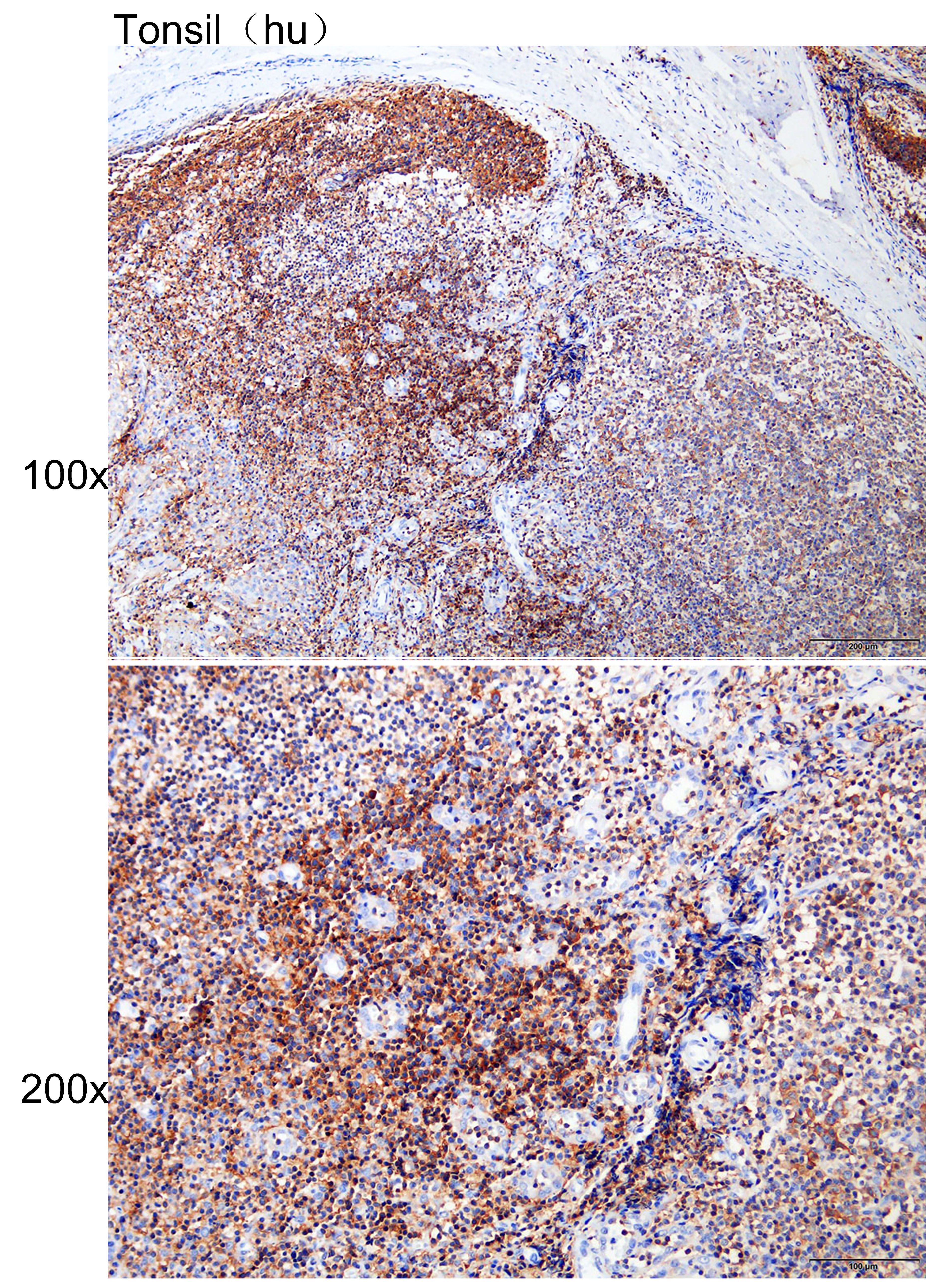Anti-CD48 Polyclonal Antibody