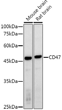 Anti-CD47 Polyclonal Antibody