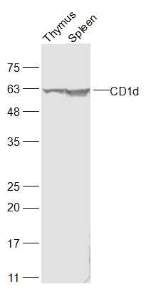 Anti-CD1D Polyclonal Antibody