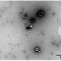 OriCell®干细胞外泌体产品-现货商品