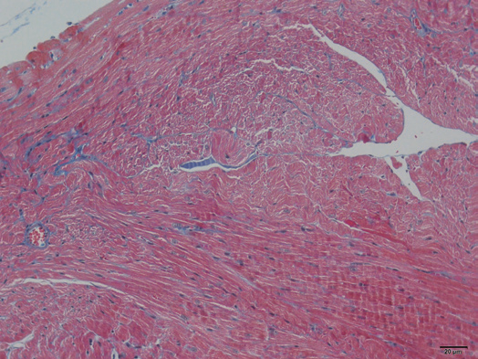 病理常规染色及特染项目