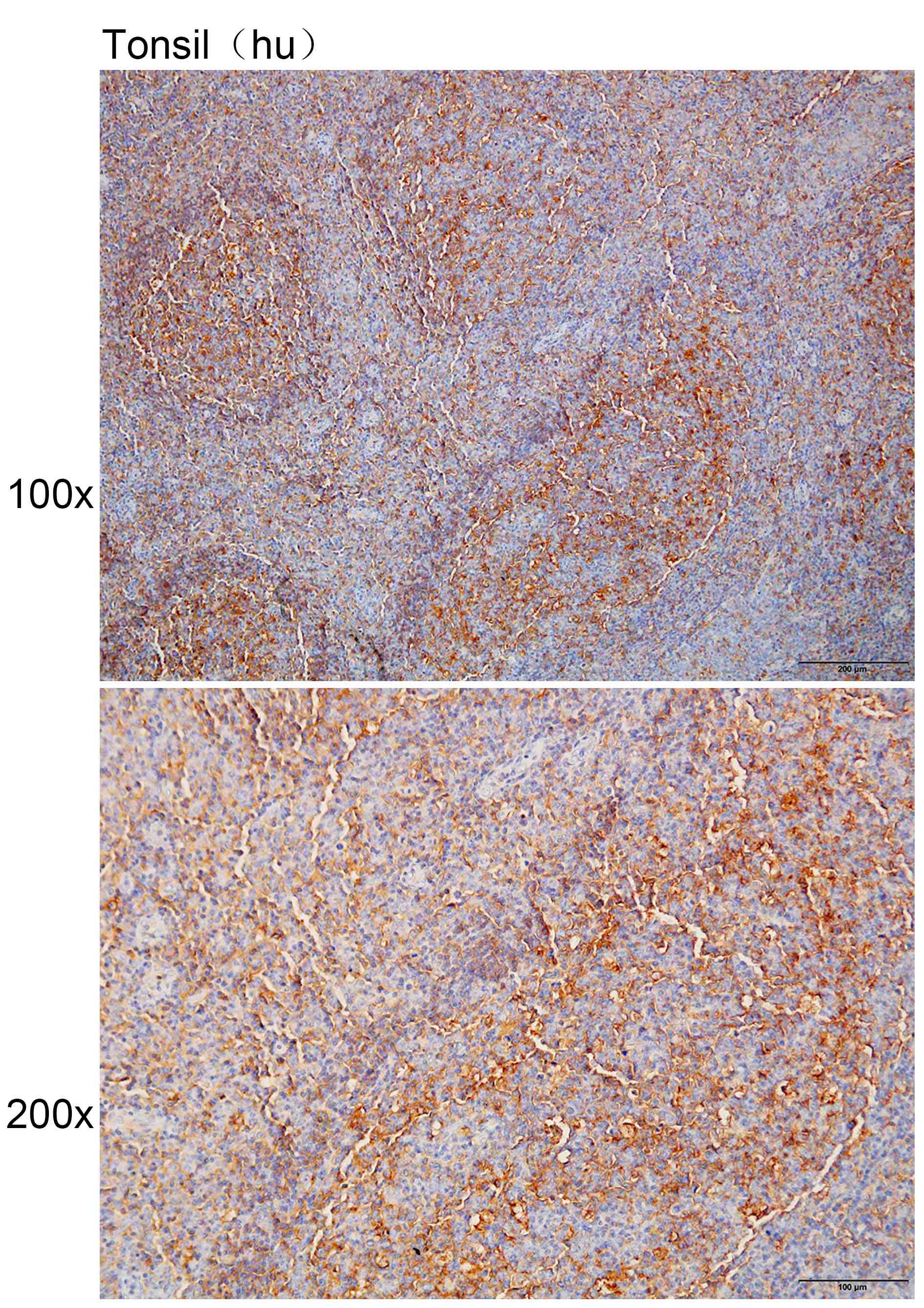 Anti-CD68 Monoclonal Antibody