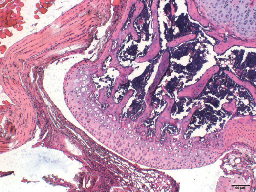 病理常规染色及特染项目