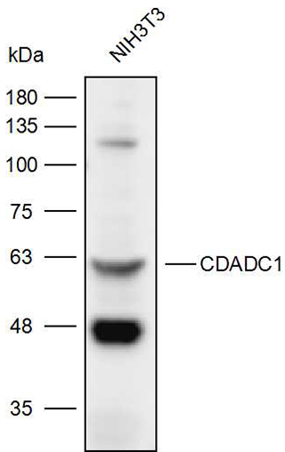 Anti-CDADC1 Polyclonal Antibod