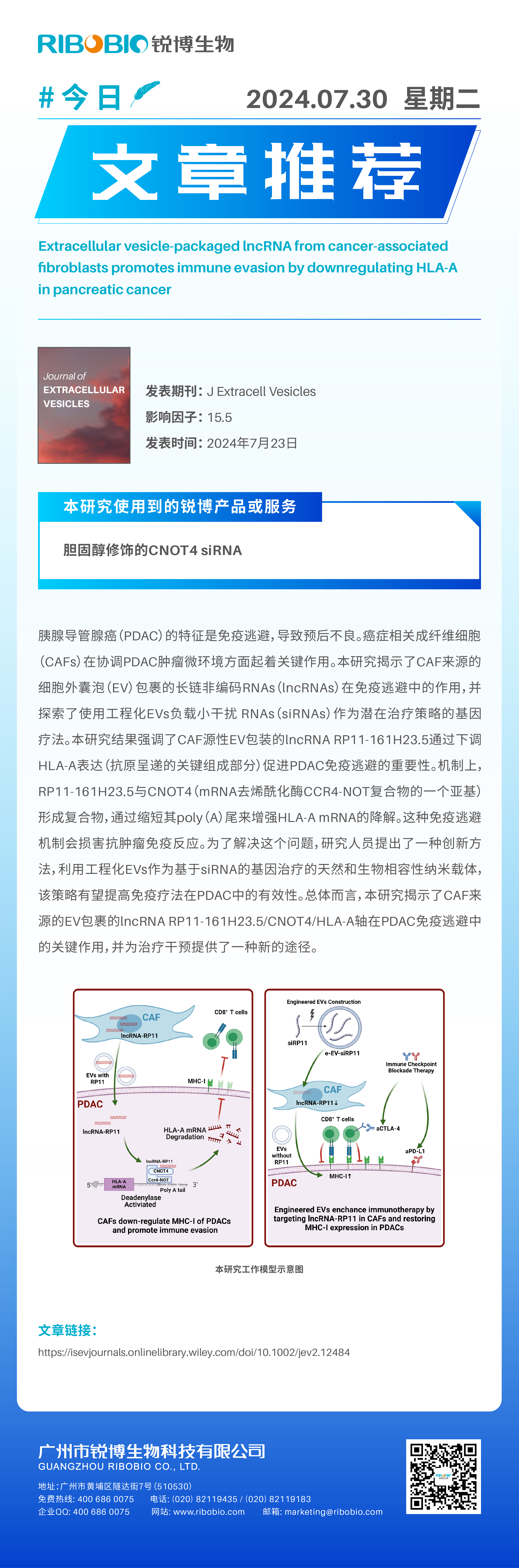 今日文章推荐（IF15.5）丨CAFs源性细胞外囊泡包裹的lncRNA通过下调胰腺癌中的HLA-A来促进免疫逃避
